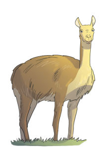 1503guanaco